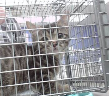 STU-BALL -  Domestic Short Hair Cat for Adoption in Omaha, Nebraska - STU-BALL | PetCurious