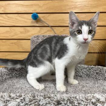 Rescue Domestic Short Hair Cats for Adoption in Stoughton, Wisconsin - Gohan | PetCurious