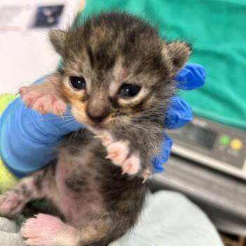 Domestic Short Hair Cats Available for Adoption in Kanab, Utah - Doheny | PetCurious