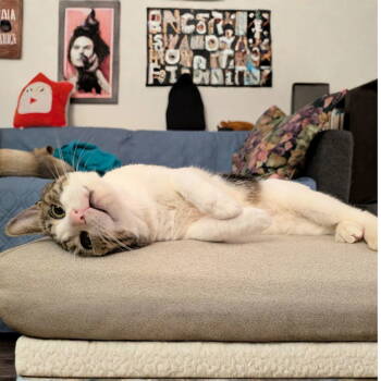 Rescue Domestic Short Hair Cats for Adoption - Dill Hill | PetCurious