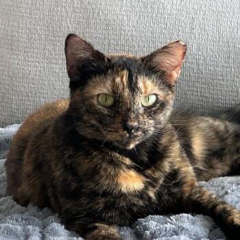 Domestic Short Hair Cats Available for Adoption in Charleston, South Carolina - Daisy  | PetCurious
