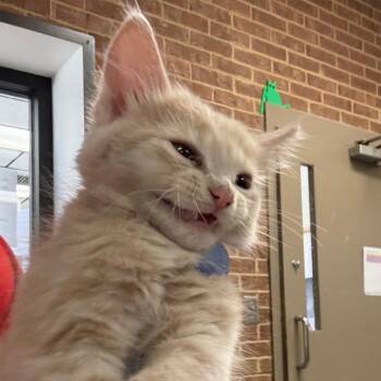 Cole -  Domestic Medium Hair Cat for Adoption in Birmingham, Alabama - Cole | PetCurious