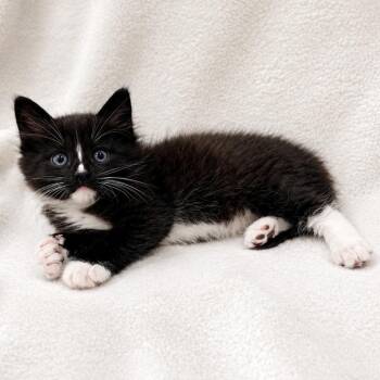 Domestic Medium Hair Cats Available for Adoption in Sunnyvale, California - Maui | PetCurious