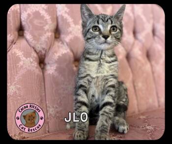 JLo -  Domestic Short Hair Cat for Adoption in Hershey, Pennsylvania - JLo | PetCurious