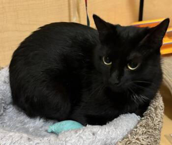 Domestic Short Hair Cats Available for Adoption in Kansas City, Missouri - Miranda | PetCurious