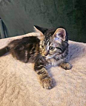 Willow -  Domestic Long Hair Cat for Adoption in Terrebonne, Quebec - Willow | PetCurious