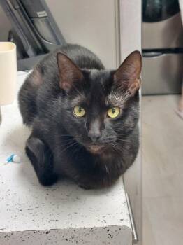 Rescue Domestic Short Hair Cats for Adoption in Memphis, Tennessee - Onyx | PetCurious