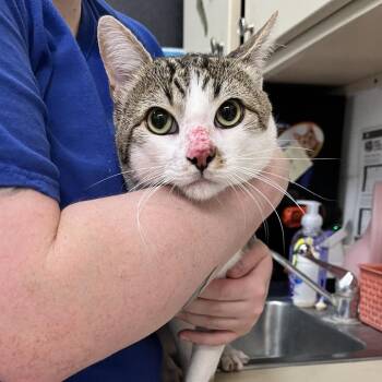 Poe -  Domestic Short Hair Cat for Adoption in Ardmore, Oklahoma - Poe | PetCurious