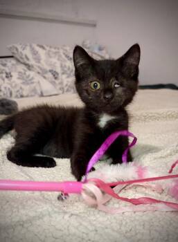 One-Eyed Jackie -  Domestic Short Hair Cat for Adoption - One-Eyed Jackie | PetCurious