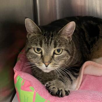 Baby -  Tabby Cat for Adoption in North Kingstown, Rhode Island - Baby | PetCurious