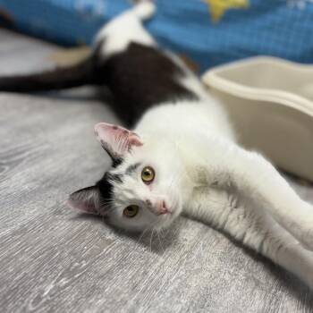 Domestic Short Hair Cats Available for Adoption in Ridgely, Maryland - Hurricane | PetCurious