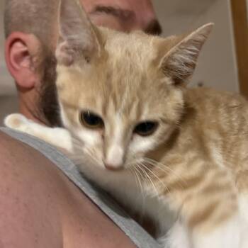 Rescue Tabby Cats for Adoption in Wilmington, Illinois - Pumpkin | PetCurious