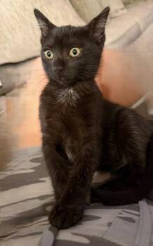 Billy -  American Shorthair Cat for Adoption in Quail Heights, Florida - Billy | PetCurious