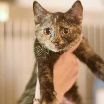 Koyo -  Domestic Short Hair Cat for Adoption in Belleville, Illinois - Koyo | PetCurious