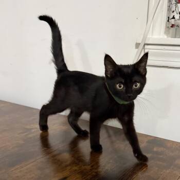 Sergeant Calhoun -  Domestic Short Hair Cat for Adoption in Bloomington, Illinois - Sergeant Calhoun | PetCurious