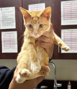Sunshine -  Domestic Short Hair Cat for Adoption in Nashville, Tennessee - Sunshine | PetCurious