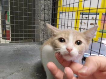 ASHER -  Domestic Short Hair Cat for Adoption in Tulsa, Oklahoma - ASHER | PetCurious