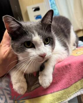 TOM -  Domestic Short Hair Cat for Adoption in Cookeville, Tennessee - TOM | PetCurious