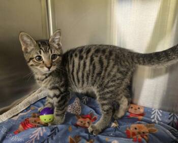 Cara -  Domestic Short Hair Cat for Adoption in Dickson, Tennessee - Cara | PetCurious