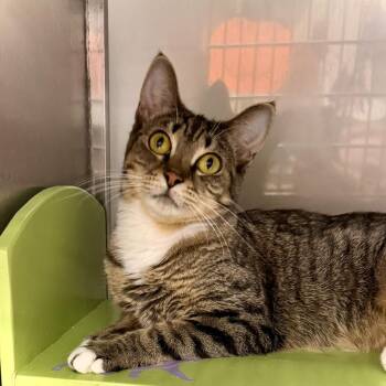 Rescue Tabby Cats for Adoption in Wyandotte, Michigan - Dinah @ Livonia PetSmart | PetCurious