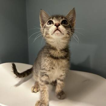 Fettuccine -  Domestic Short Hair Cat for Adoption in Chattanooga, Tennessee - Fettuccine | PetCurious