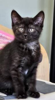 Shadow -  Domestic Short Hair Cat for Adoption in Kansas City, Missouri - Shadow | PetCurious
