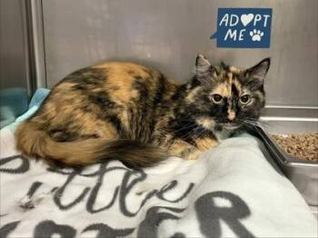 Snicker -  Domestic Short Hair Cat for Adoption in Lowell, Massachusetts - Snicker | PetCurious