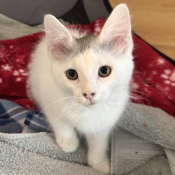 Percy (A139963) -  Domestic Short Hair Cat for Adoption in Burbank, California - Percy (A139963) | PetCurious