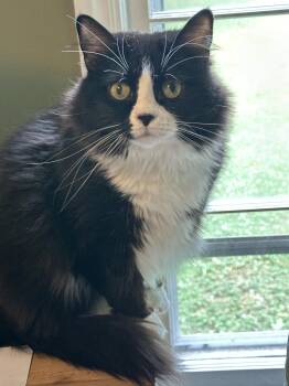 Norwegian Forest Cat Cats Available for Adoption in Charlotte, North Carolina - Valentino & Giovanni | PetCurious