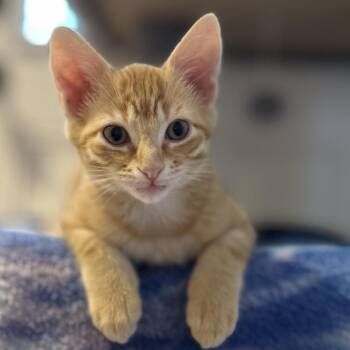 Gladiator -  Domestic Short Hair Cat for Adoption in Roswell, Georgia - Gladiator | PetCurious