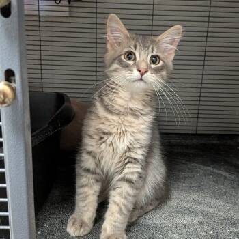 Teddy -  Domestic Long Hair Cat for Adoption in Hannibal, Missouri - Teddy | PetCurious