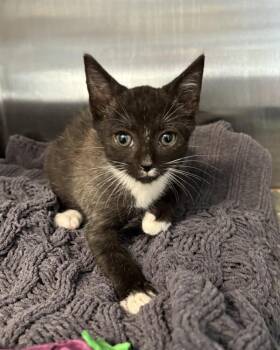 Snowy Owl (with Spotted Owl) -  Domestic Short Hair Cat for Adoption in Richmond, Virginia - Snowy Owl (with Spotted Owl) | PetCurious