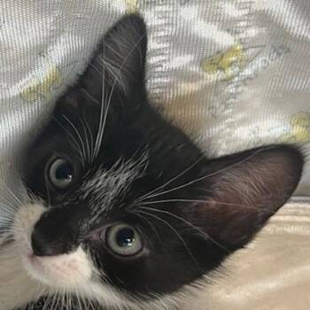 Domestic Short Hair Cats Available for Adoption in Pleasanton, California - South America | PetCurious