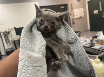 Domestic Short Hair Cats Available for Adoption in Thousand Palms, California - A1914667 | PetCurious