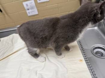 Domestic Short Hair Cats Available for Adoption - Tulip | PetCurious