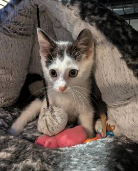 Moo -  Tabby Cat for Adoption in Hamilton, Ontario - Moo | PetCurious