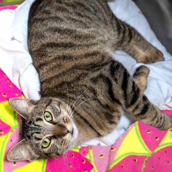 Domestic Short Hair Cats Available for Adoption - Yolanda | PetCurious