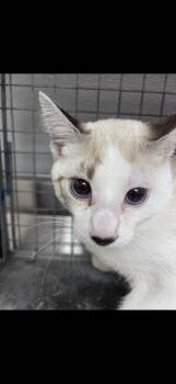 ATLANTIS -  Domestic Short Hair Cat for Adoption in Las Vegas, Nevada - ATLANTIS | PetCurious