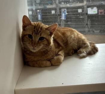 Domestic Short Hair Cats Available for Adoption - Chico | PetCurious