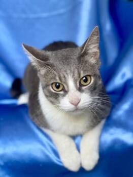 Domestic Short Hair Cats Available for Adoption in Rowland Heights, California - MISO | PetCurious