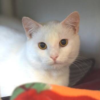 Dot -  Domestic Short Hair Cat for Adoption in Belleville, Illinois - Dot | PetCurious