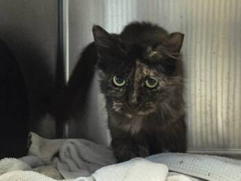 Domestic Short Hair Cats Available for Adoption in Martinez, California - MOCHA | PetCurious