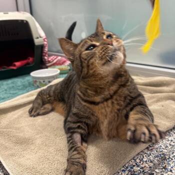 Reese -  Domestic Short Hair Cat for Adoption in Fairport, New York - Reese | PetCurious