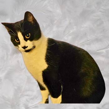 Rescue Tuxedo Cats for Adoption in Dallas, Texas - Mary Lou Ellen | PetCurious