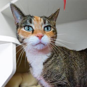 Domestic Short Hair Cats Available for Adoption - Lily | PetCurious