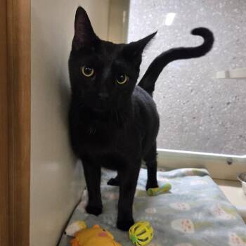 Domestic Short Hair Cats Available for Adoption in Oak Brook, Illinois - Neptune | PetCurious