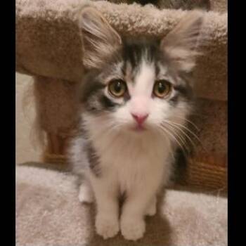Alex -  Domestic Medium Hair Cat for Adoption in Prescott, Arizona - Alex | PetCurious