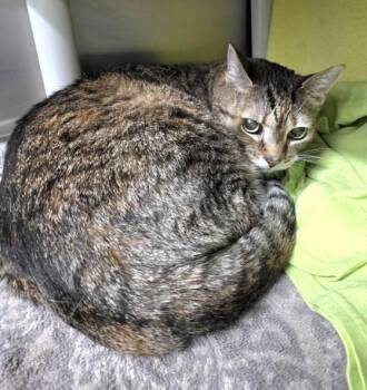 ALANI -  Domestic Short Hair Cat for Adoption in Derwood, Maryland - ALANI | PetCurious