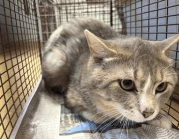 Bearclaw -  Domestic Medium Hair and Domestic Short Hair Cat for Adoption in Longmont, Colorado - Bearclaw | PetCurious