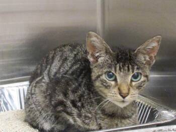 Rescue Domestic Short Hair Cats for Adoption in Tustin, California - TOAD | PetCurious